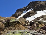 40 Lotte figlia  e Neve madre salgono sul sent. 217 verso la cima nord dei Tre Pizzi